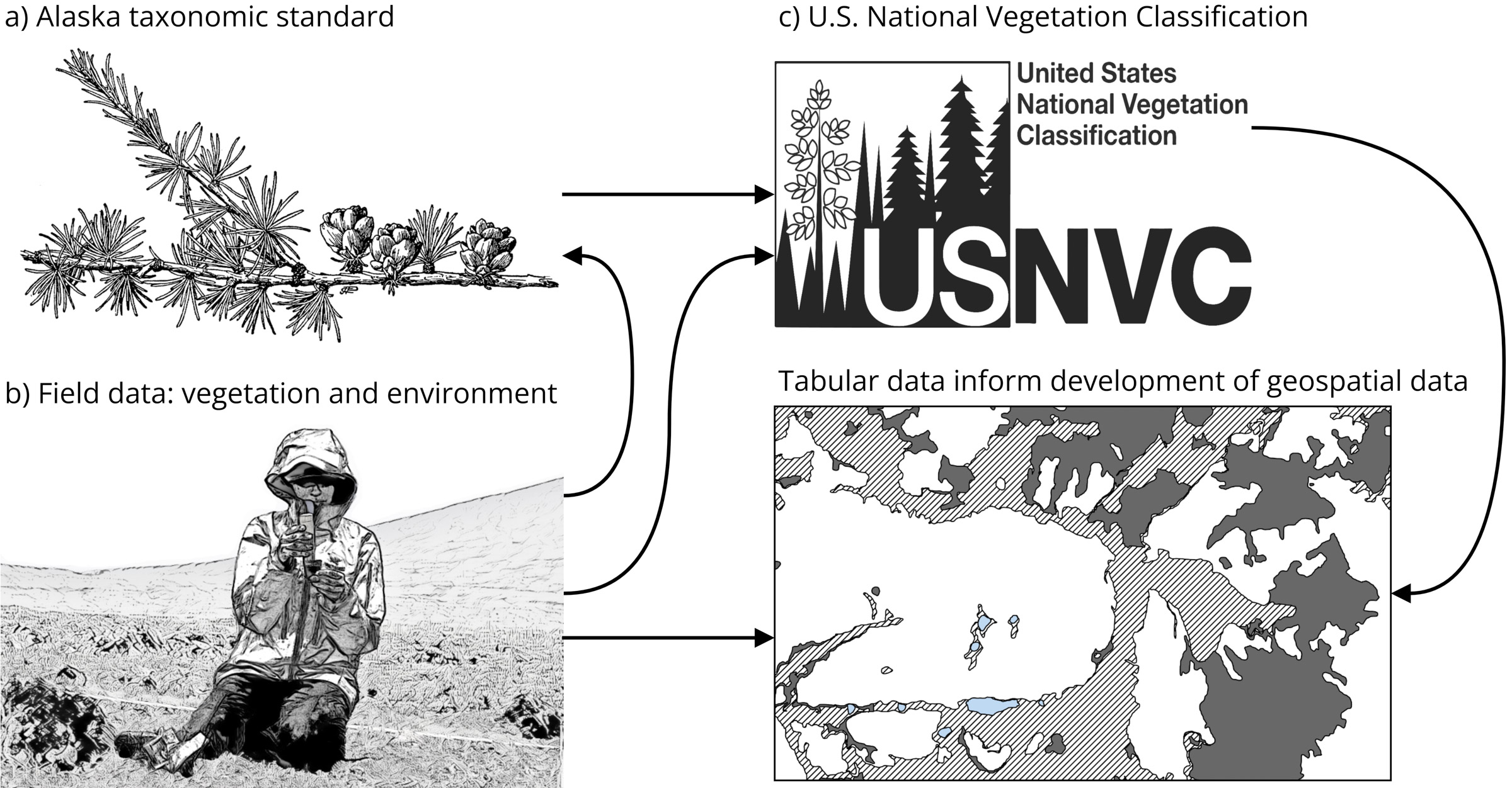 An Alaska taxonomic standard reconciles names in field data and the national vegetation classification while field data and the national vegetation classification inform the development of geospatial data.